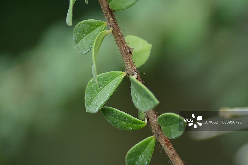 南方园艺景观绿化植物-Agapetes lacei 灯笼花图片素材
