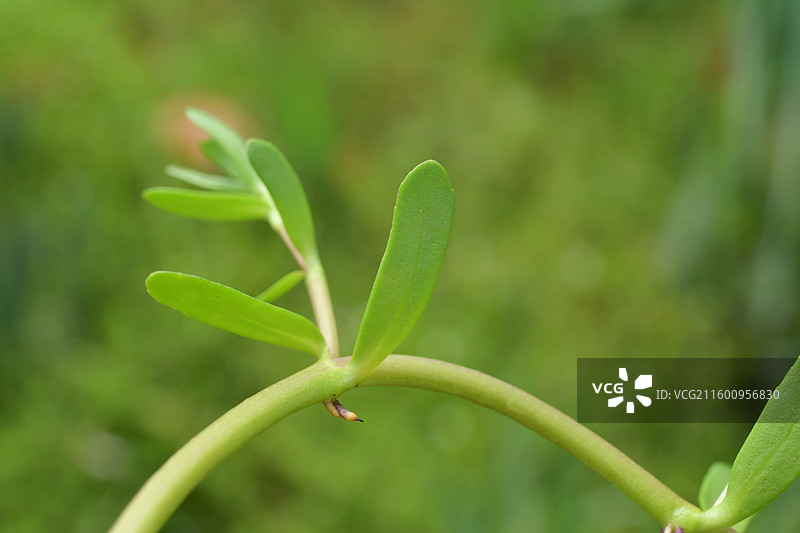 南方景观绿化植物-Bacopa monnieri 假马齿苋图片素材
