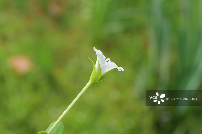 南方景观绿化植物-Bacopa monnieri 假马齿苋图片素材
