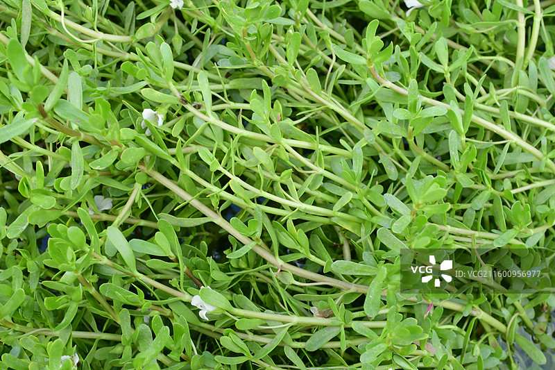 南方景观绿化植物-Bacopa monnieri 假马齿苋图片素材