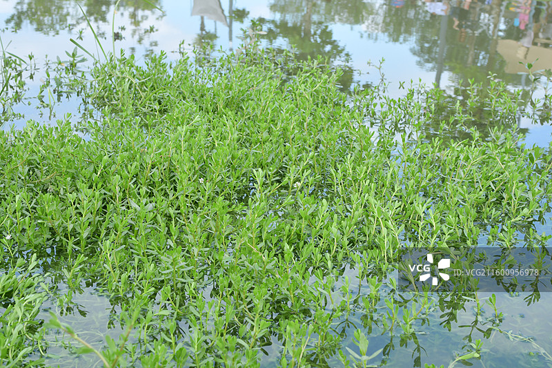 南方景观绿化植物-Bacopa monnieri 假马齿苋图片素材