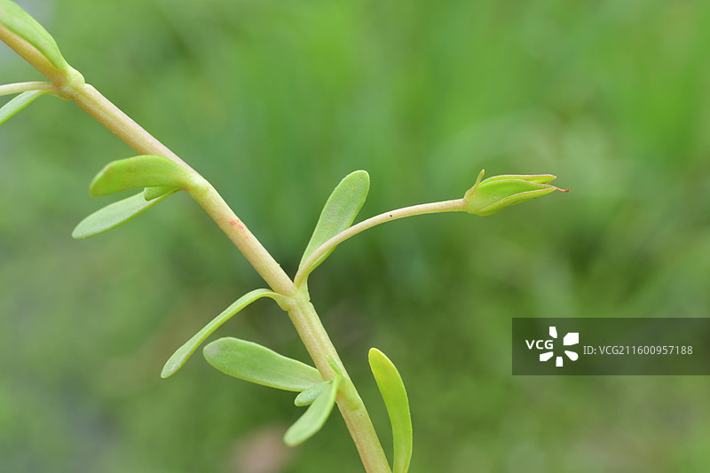 南方景观绿化植物-Bacopa monnieri 假马齿苋图片素材