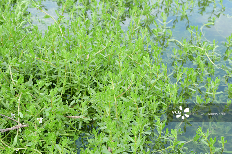 南方景观绿化植物-Bacopa monnieri 假马齿苋图片素材