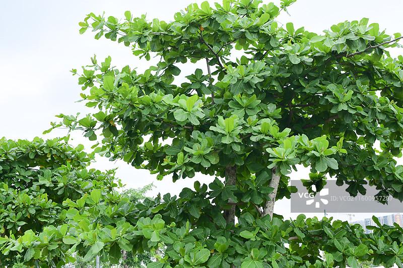 南方景观绿化植物-Terminalia catappa 榄仁图片素材