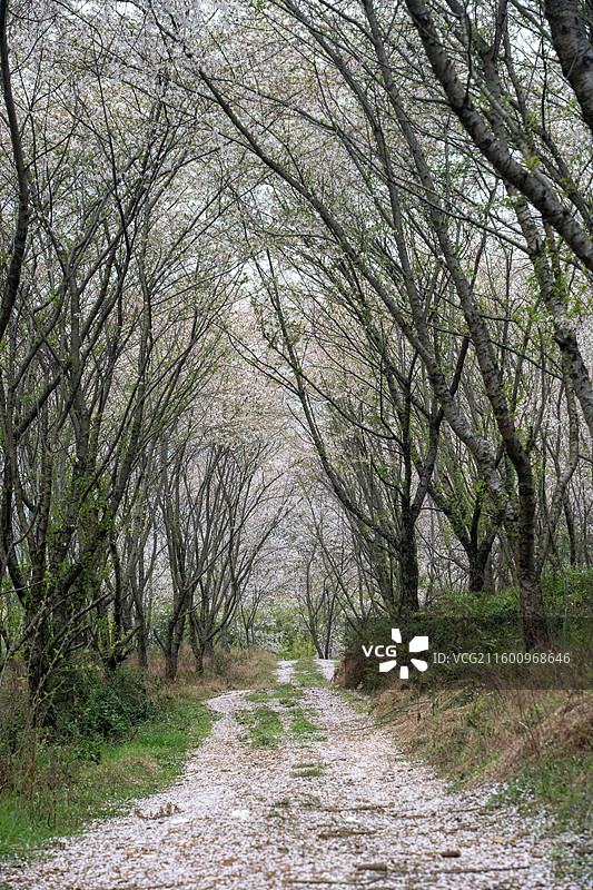 贵州春天小路两边盛开的樱花图片素材