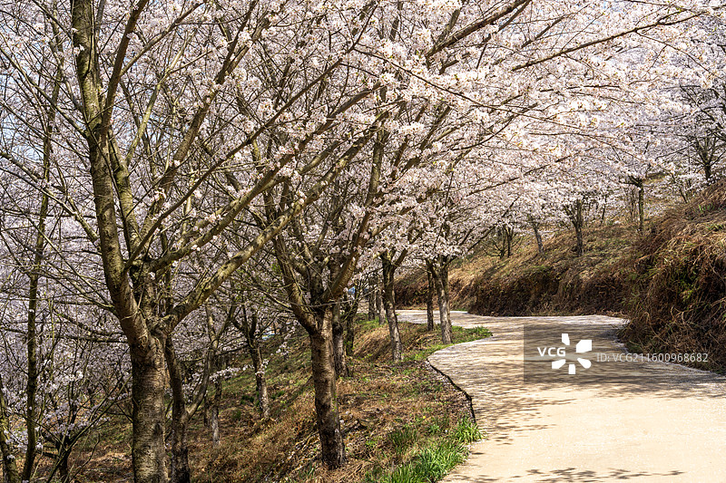 贵州春天小路两边盛开的樱花图片素材