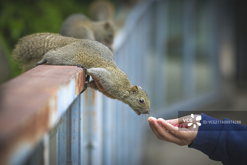 野生动物松鼠图片素材