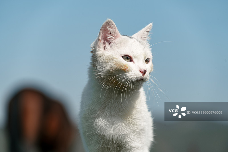 蓝天白云下野生白色小猫在草地侧头远眺近景图片素材