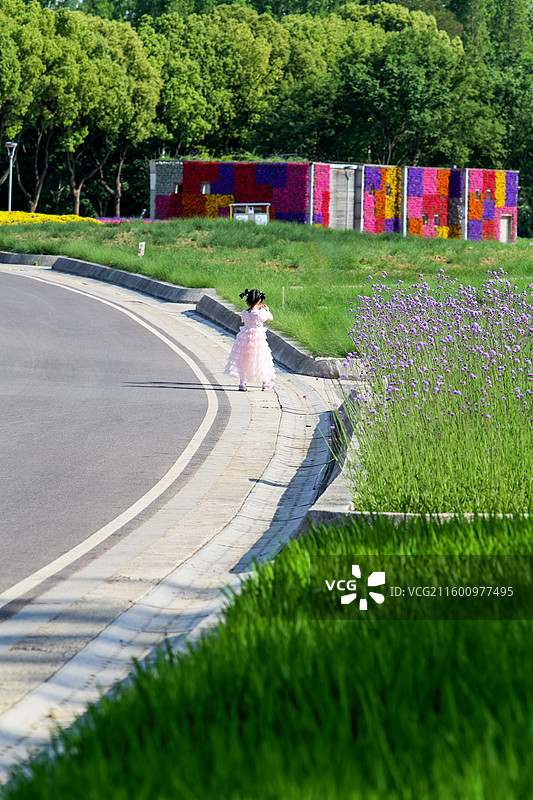 春天南京绿博园左岸花海图片素材