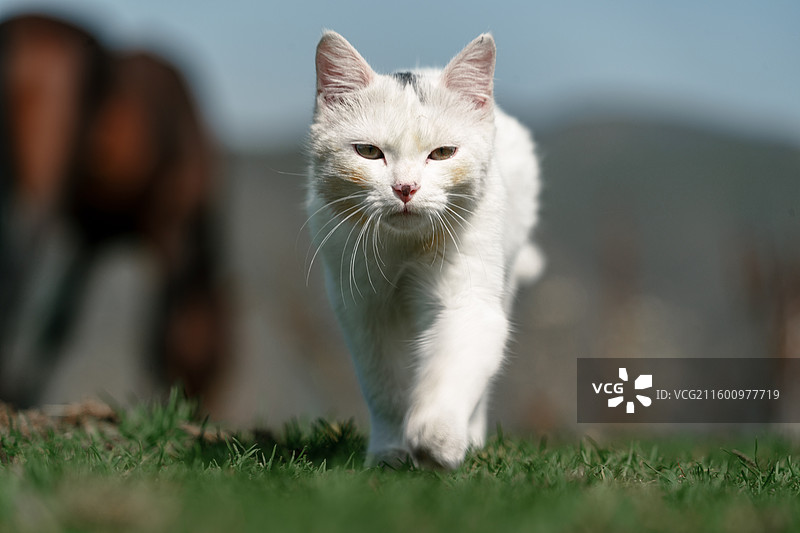 在草原草地上漫步行走的白色小猫和野生棕马图片素材
