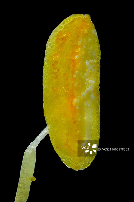 针叶天蓝绣球花蕊图片素材