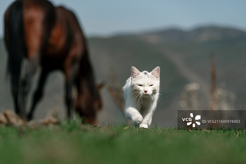 在草原草地上行走的白色小猫和野生棕马吃草图片素材