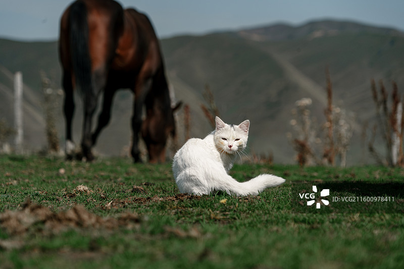 在草原草地上的白色小猫蹲坐和野生棕马吃草图片素材