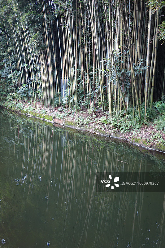 四川省成都市武侯区望江楼公园：竹林倒影图片素材