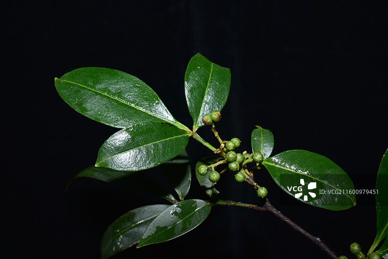 珍稀景观绿化植物-Zanthoxylum armatum 竹叶花椒图片素材