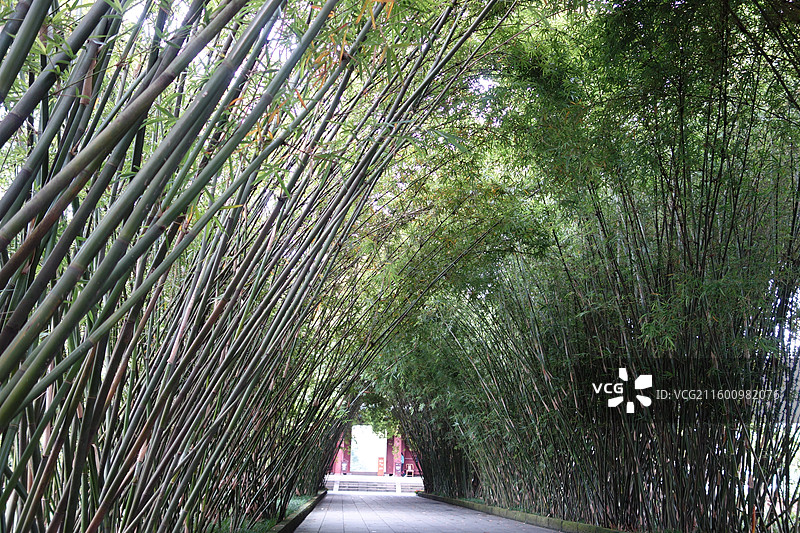 四川省成都市武侯区望江楼公园：竹林图片素材