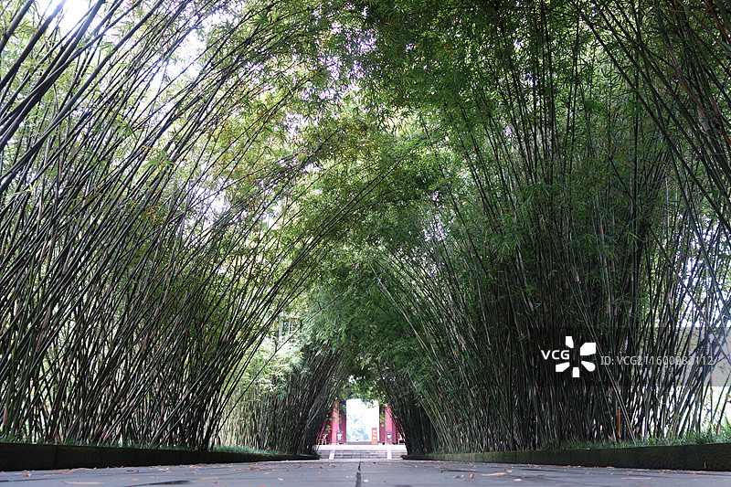 四川省成都市武侯区望江楼公园：竹林图片素材