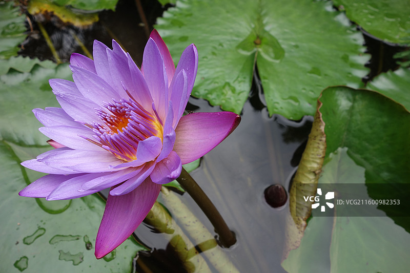 四川省成都市武侯区望江楼公园：流杯池睡莲图片素材