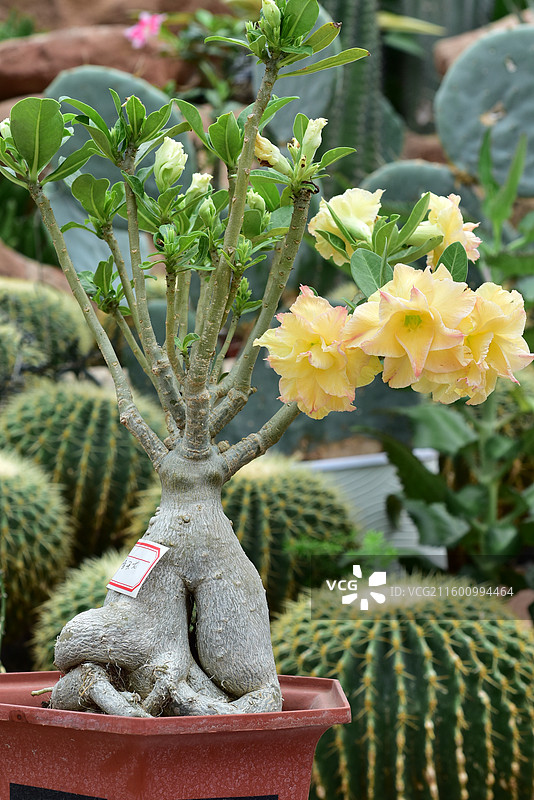 南方园艺景观绿化植物-Adenium obesum沙漠玫瑰的各个品种图片素材