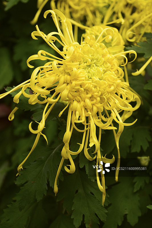 2025菊花展—重庆华岩寺图片素材