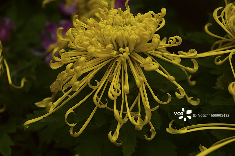 2025菊花展—重庆华岩寺图片素材