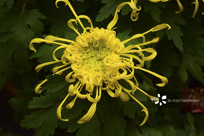 2025菊花展—重庆华岩寺图片素材