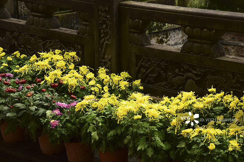 2025菊花展—重庆华岩寺图片素材