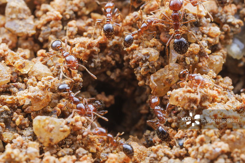 红火蚁图片素材