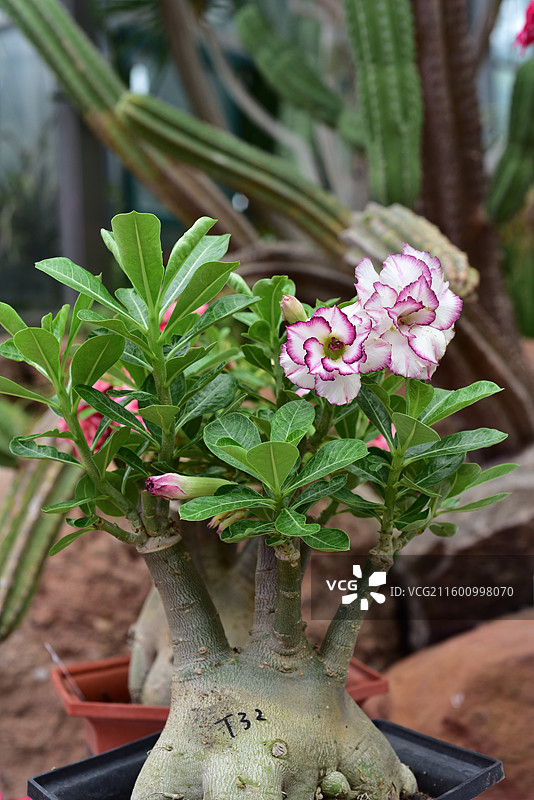 南方园艺景观绿化植物-Adenium obesum沙漠玫瑰的各个品种图片素材