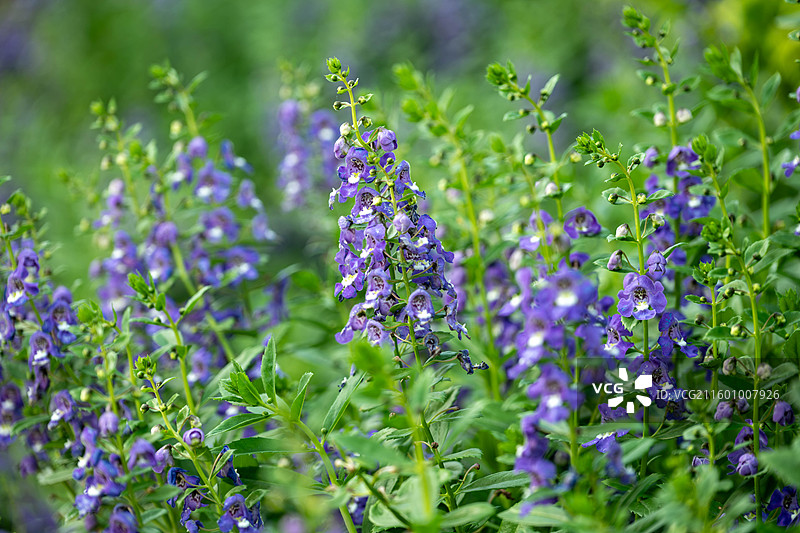 10月3日国庆节期间广州云台花园内的香彩雀‌特写镜头图片素材