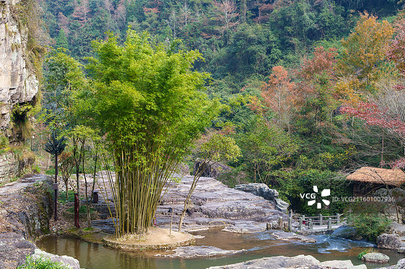 秋日时节的浙江省温州市百丈漈景区的山谷中一丛绿色的竹林图片素材