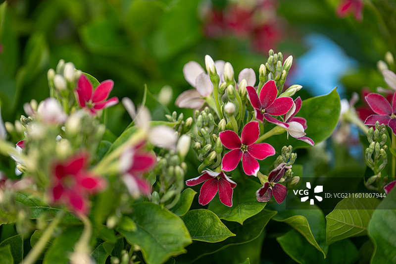 广州云台花园使君子、留求子、史君子、四君子图片素材