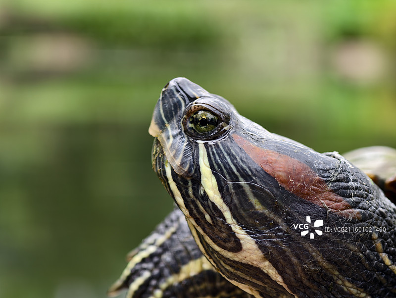 巴西红耳龟头部特写图片素材