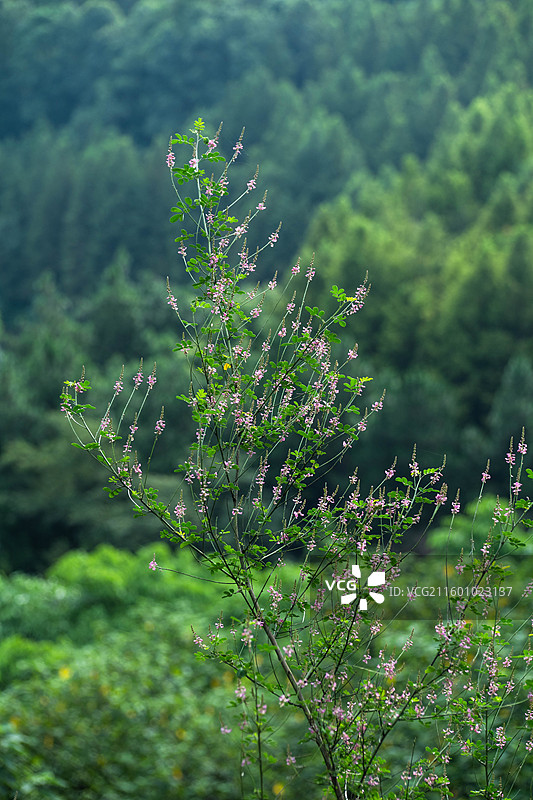 木蓝花图片素材