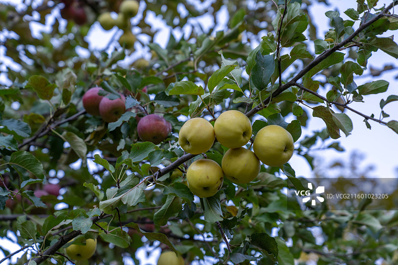 新疆库科西鲁格乡塔吉克族人家的苹果树图片素材