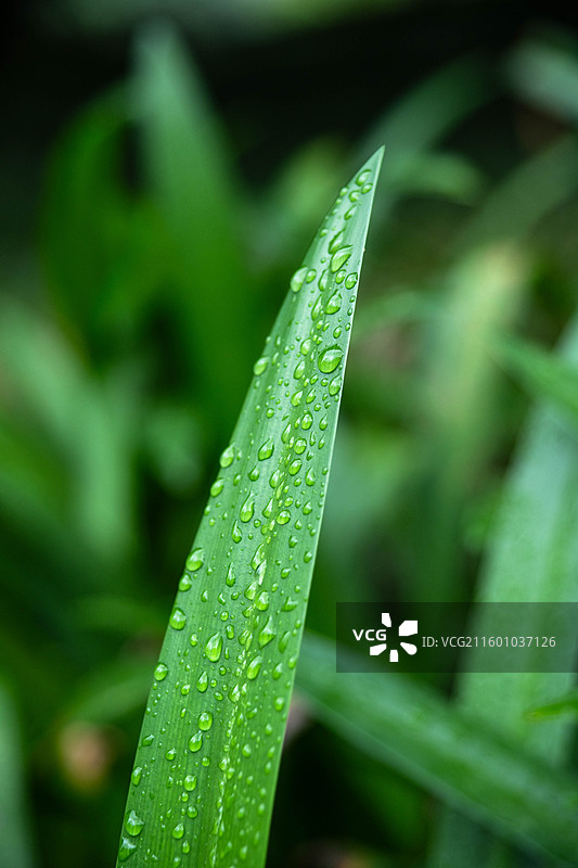 水鬼蕉叶子图片素材