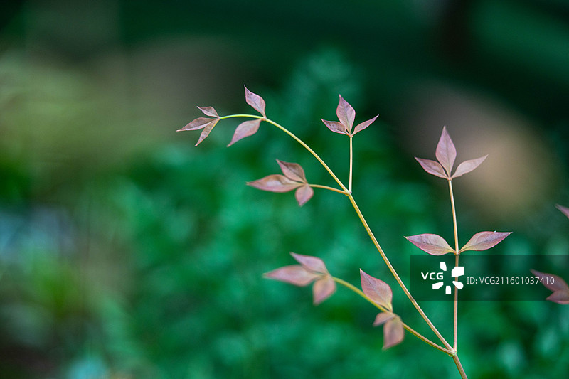 南天竹新叶图片素材