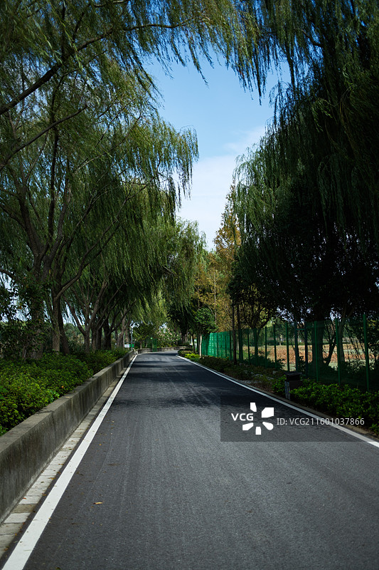 青西郊野公园 自然风光 水杉 秋天图片素材