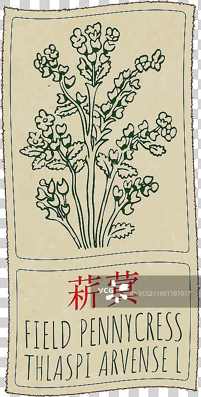 手绘的中国播娘蒿图片素材