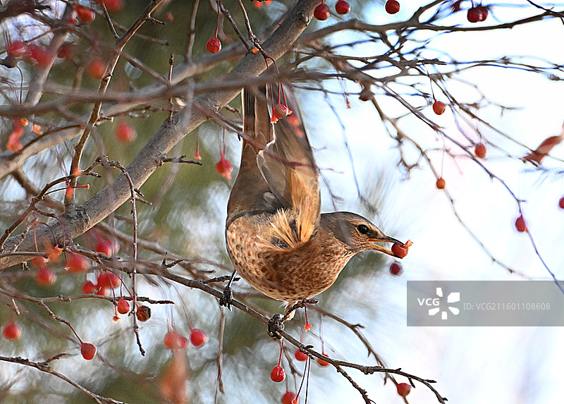 赤颈鸫图片素材