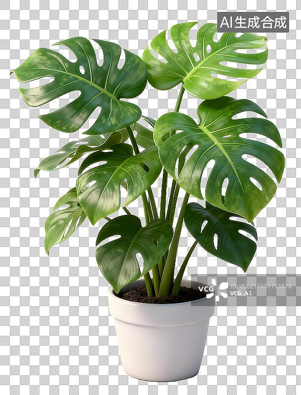 【AI数字艺术】一盆大叶子的龟背竹盆栽图片素材