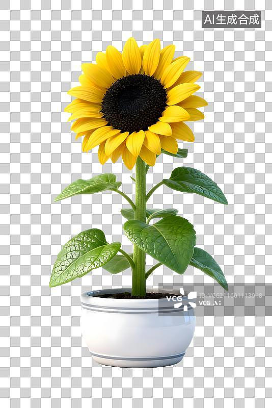 【AI数字艺术】白色花盆中的向日葵图片素材