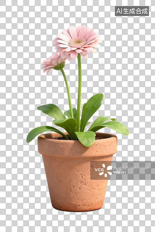 【AI数字艺术】白色背景下陶盆里的粉色雏菊图片素材