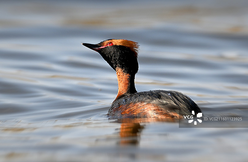 角PT鸊鷉图片素材
