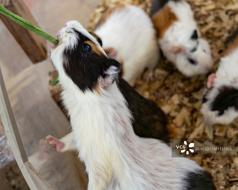 可爱的仓鼠图片素材