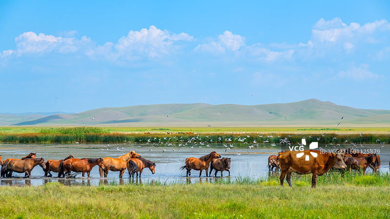中国内蒙古锡林郭勒盟草原风光图片素材