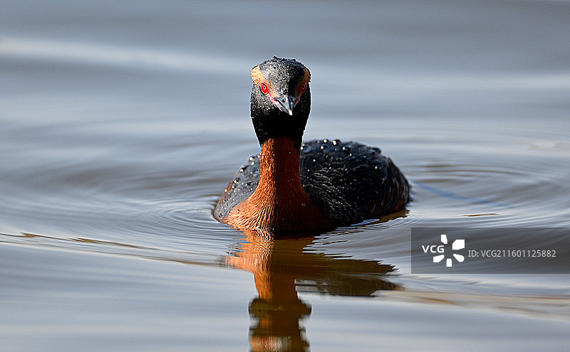 角PT鸊鷉图片素材