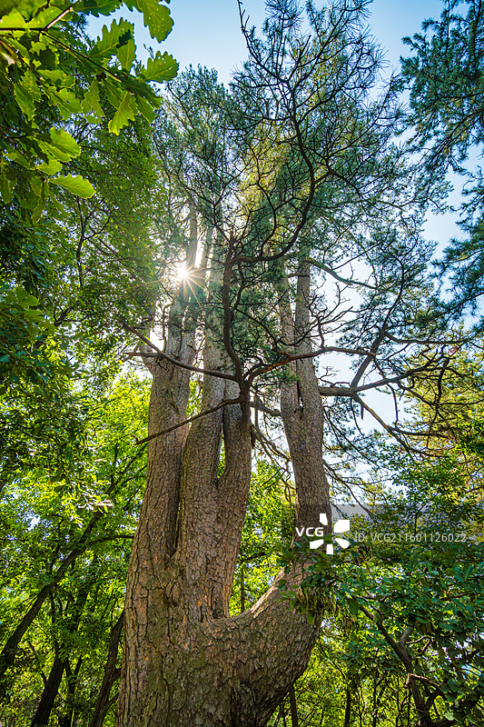 长治沁源灵空山油松之王九杆旗图片素材