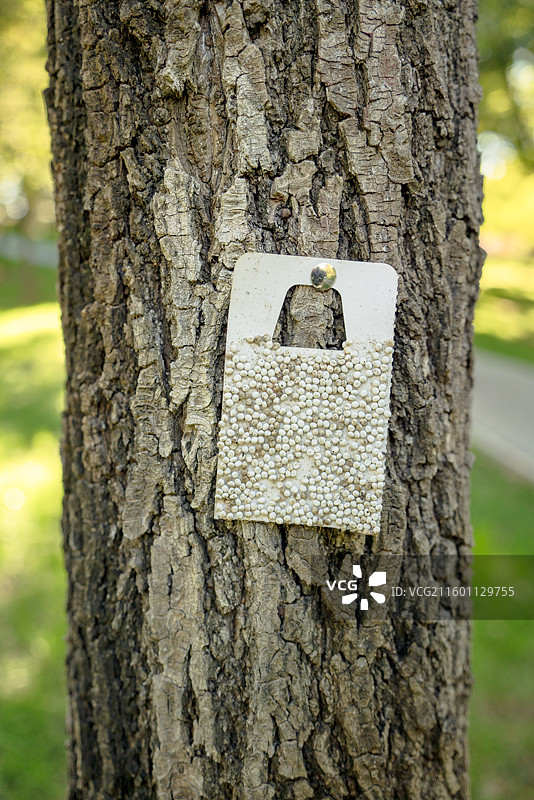 生物防治寄生蜂蛹园林植保图片素材