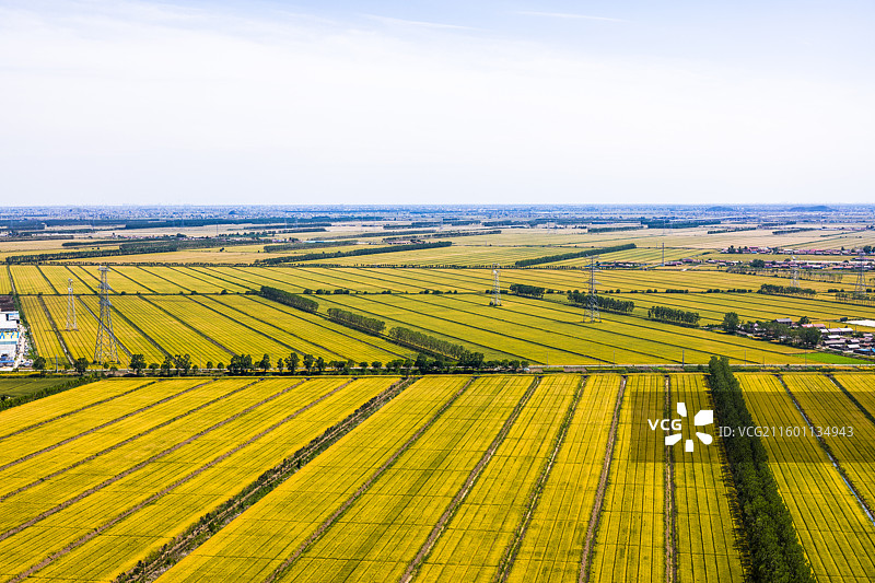 即将成熟的麦田图片素材